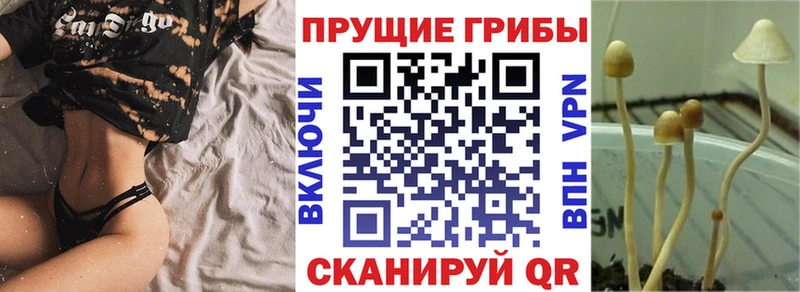 где купить наркотик  Усмань  Псилоцибиновые грибы Psilocybine cubensis 